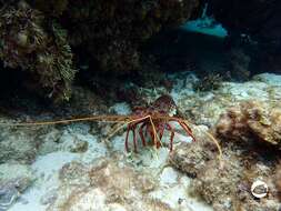 Image of Australian Spiny Lobster