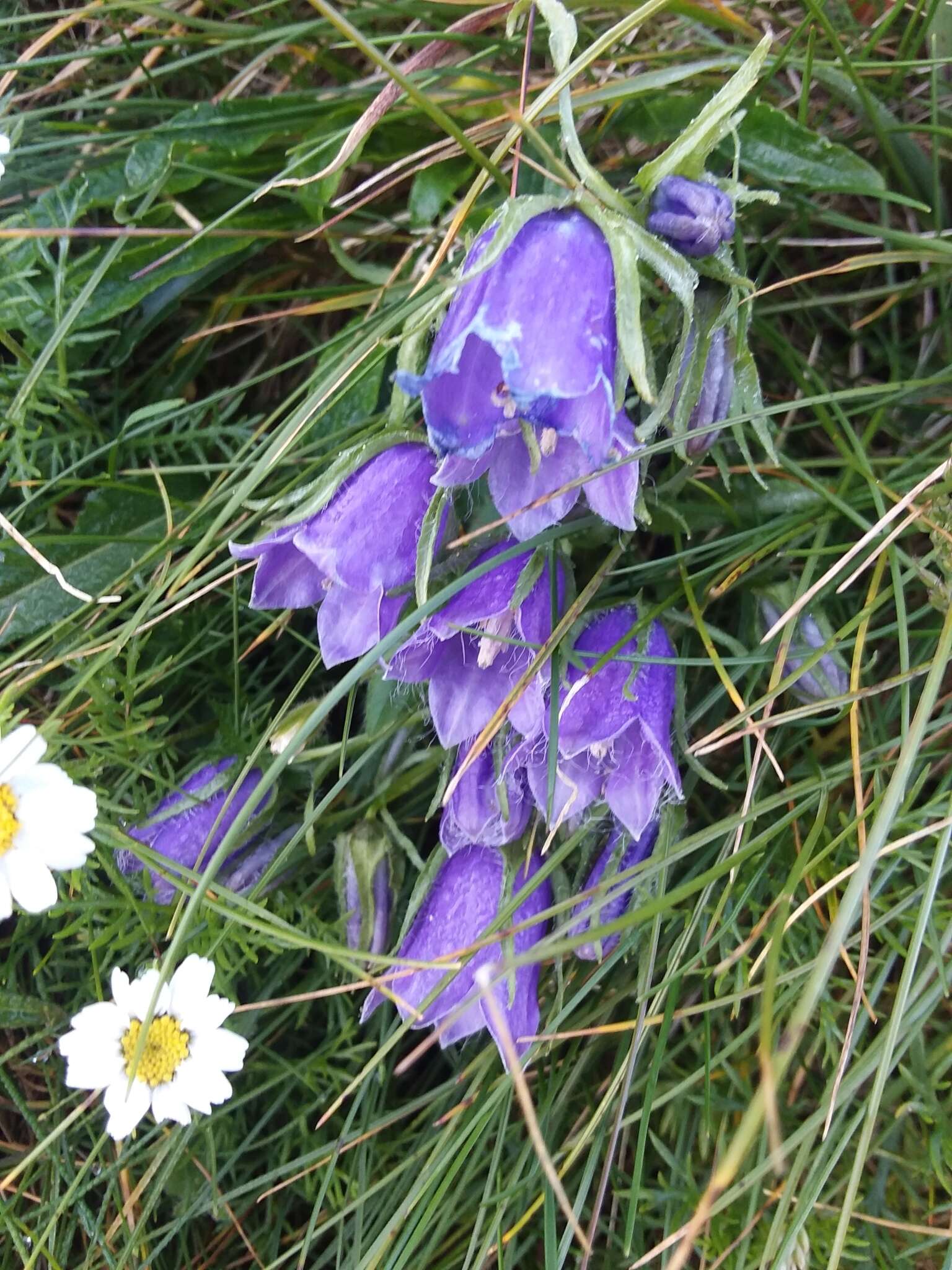 Image of Alpine Bellflower