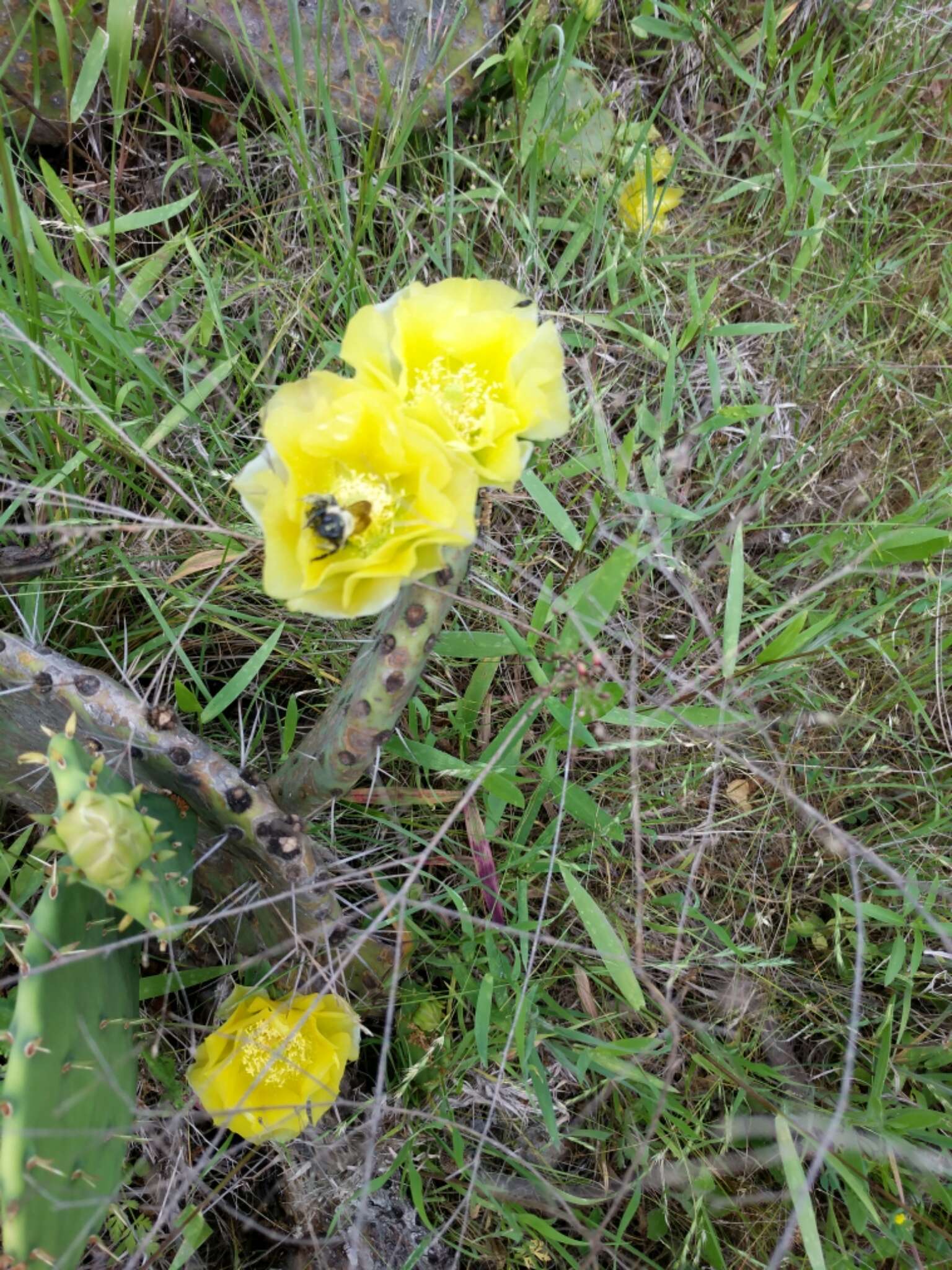 Plancia ëd Xylocopa tabaniformis Smith 1854