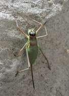 Image of saddle-backed bush-cricket