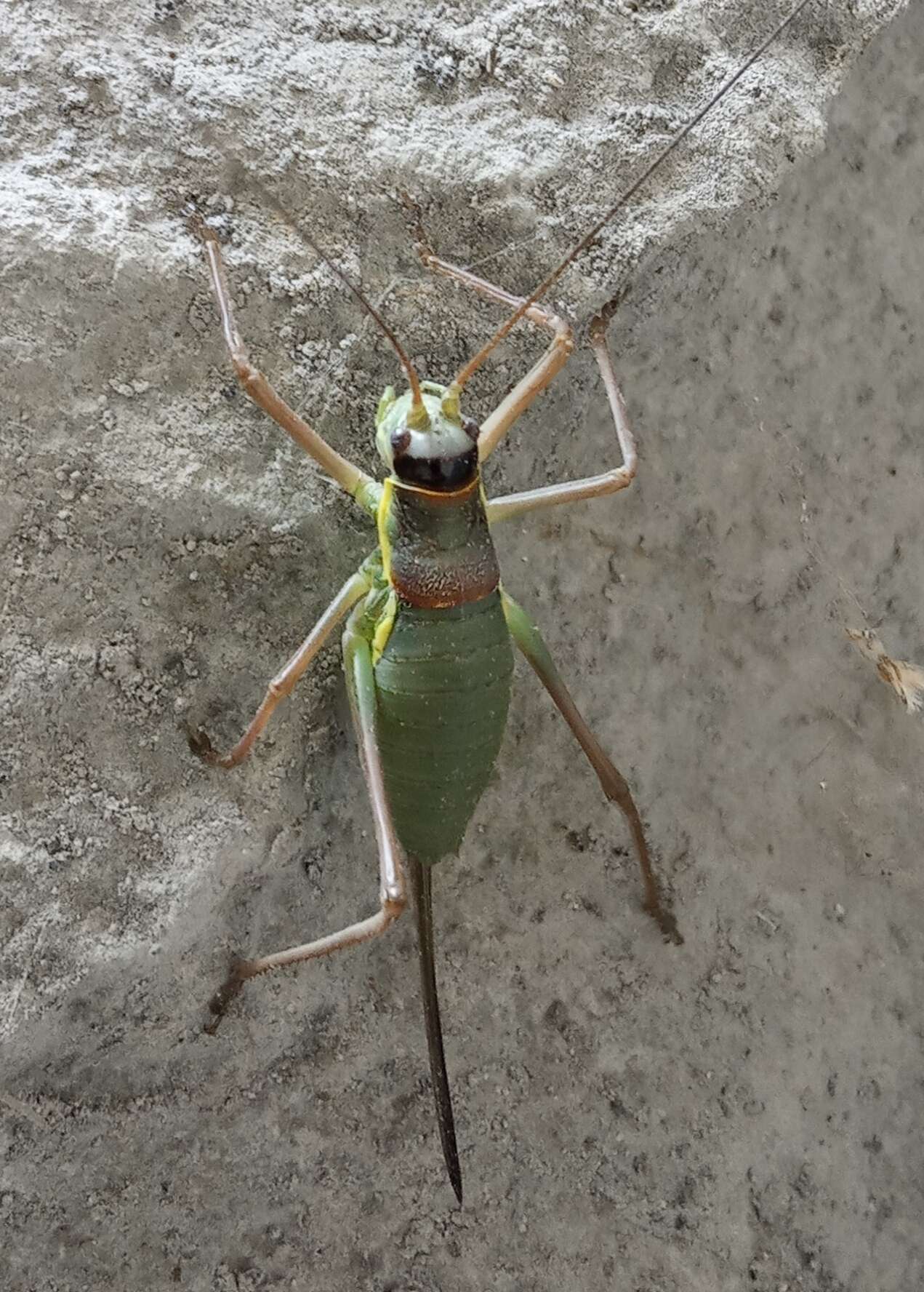 Image of saddle-backed bush-cricket