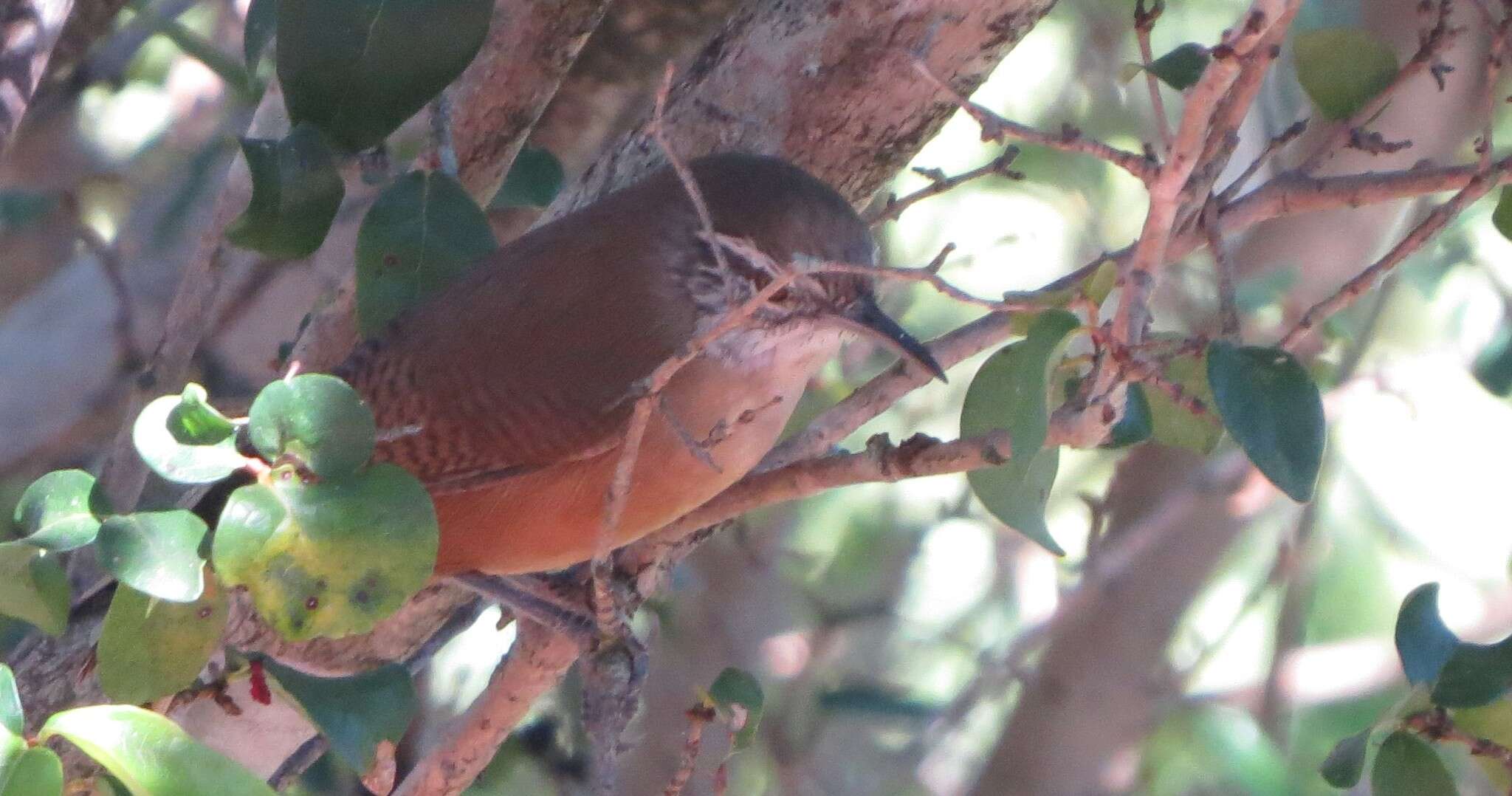 صورة Cantorchilus leucotis (Lafresnaye 1845)