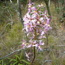 Image of Cyrtochilum dipterum (Lindl.) Kraenzl.