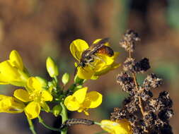 Image of Andrena schencki Morawitz 1866