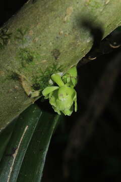 Imagem de Epidendrum aggregatum Lindl.