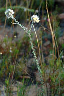 Image de Aspalathus altissima R. Dahlgren