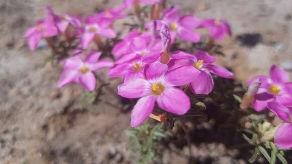 Image of Oxalis exserta Salter