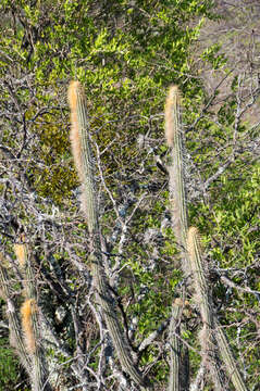 صورة Cleistocactus chrysocephalus (F. Ritter) Mottram