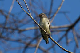 Image of Grey-sided Flowerpecker