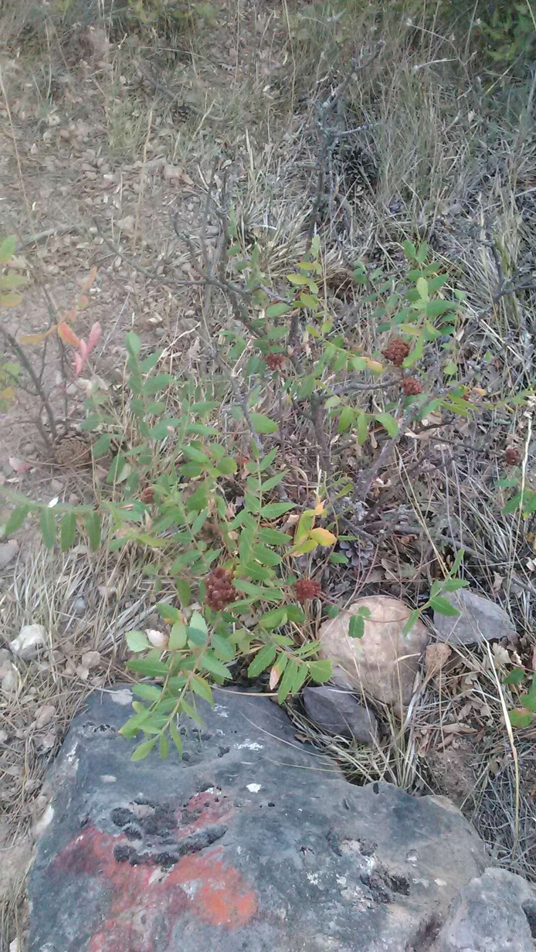 Image of Sicilian sumac