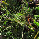 Image of Campanula pseudostenocodon Lacaita