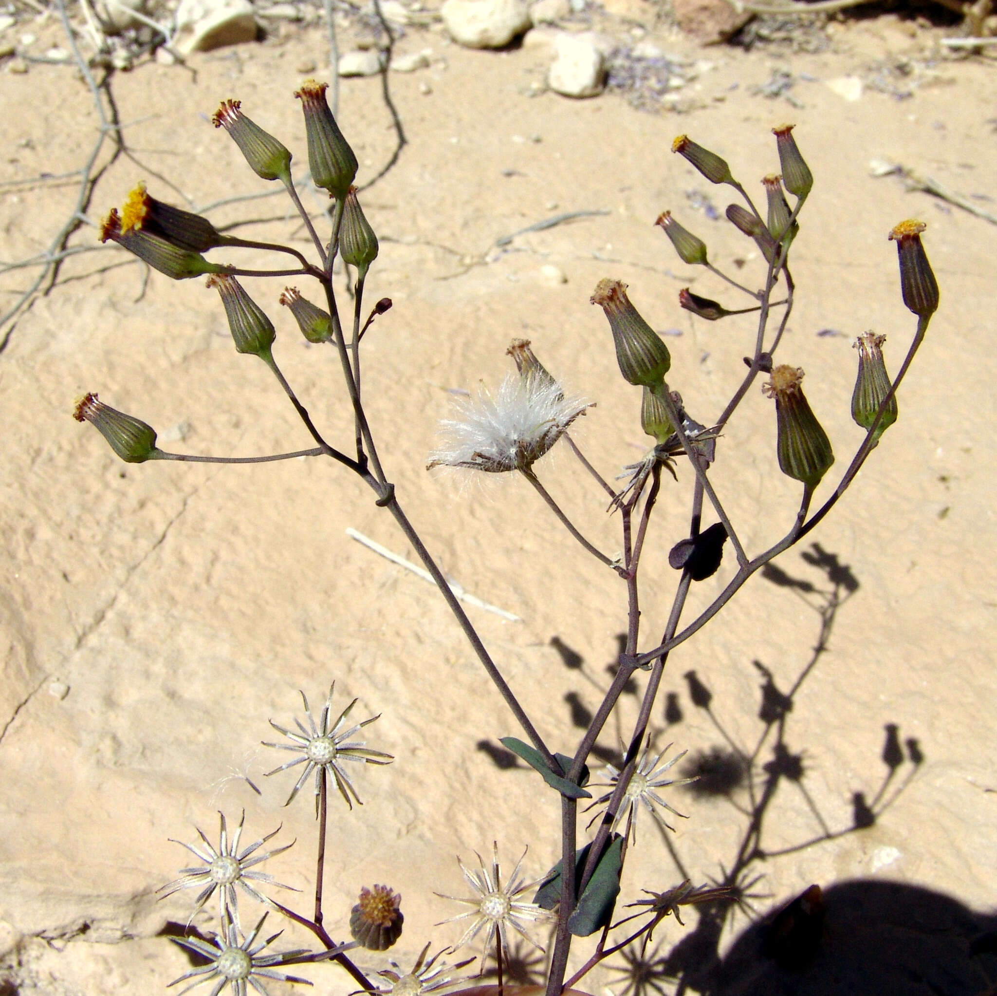 Image of Senecio flavus (Decne) Sch. Bip.