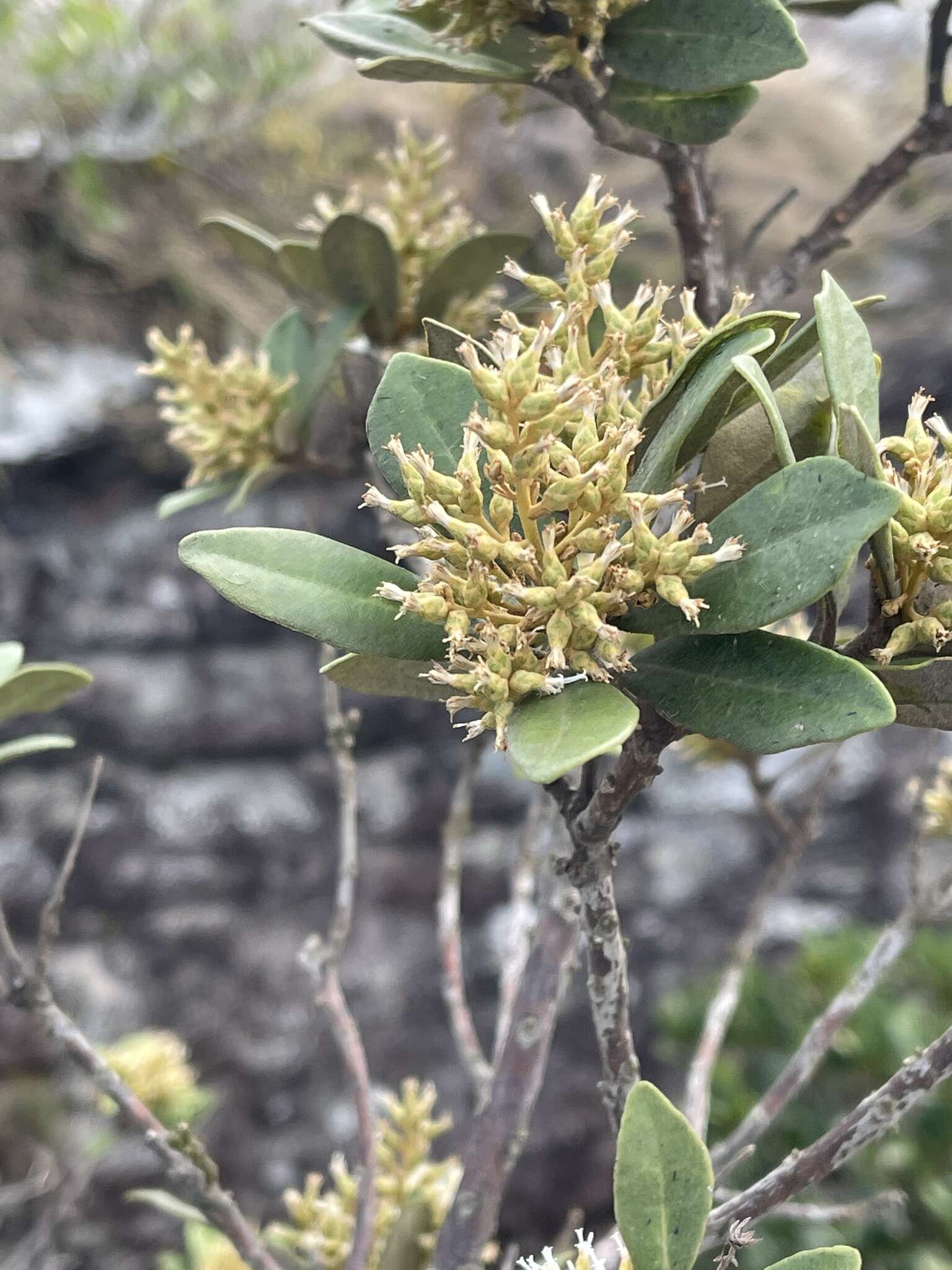 Image of Brachylaena glabra (L. fil.) Druce