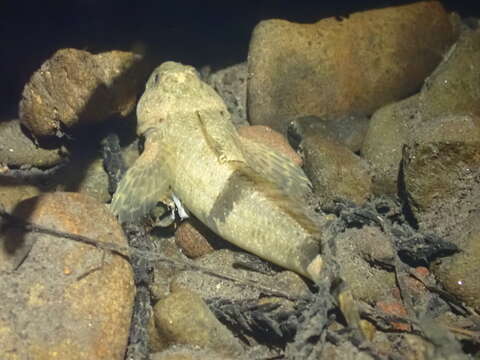 Image of Coastrange sculpin