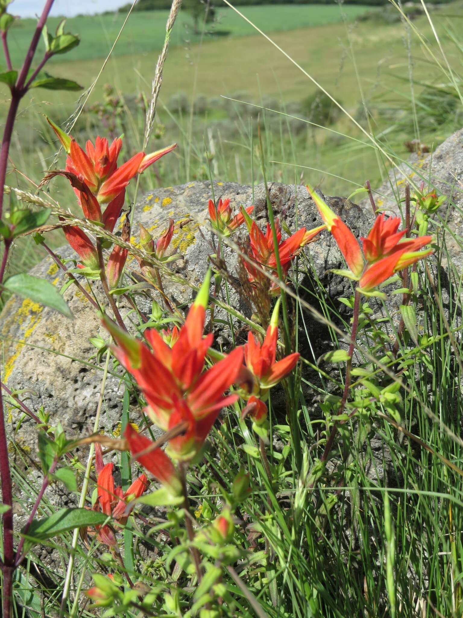 Image of Santa Catalina Indian paintbrush