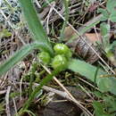 Image of Allium chamaemoly subsp. chamaemoly