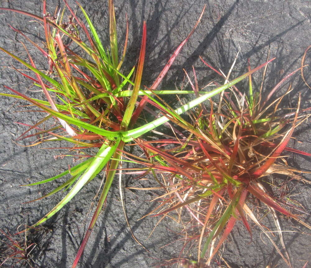 Juncus planifolius R. Br.的圖片