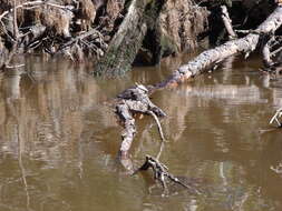 Image of Sabine map turtle