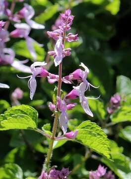 Ocimum labiatum (N. E. Br.) A. J. Paton的圖片