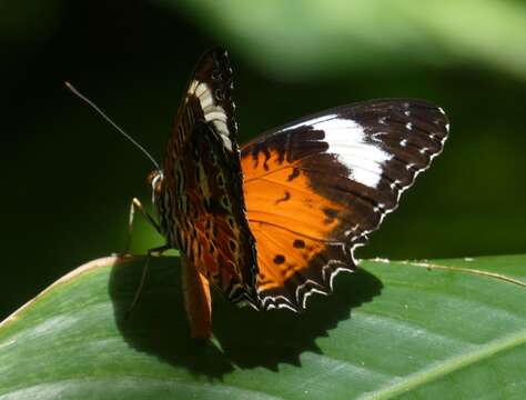 Image of Orange lacewing