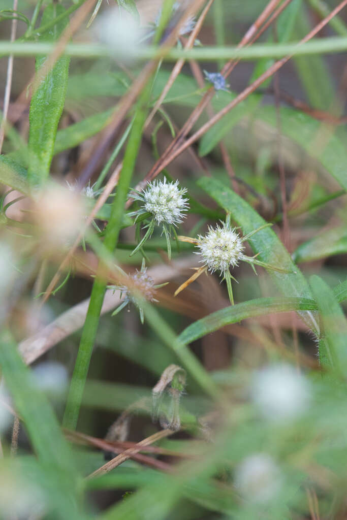 Image de Eryngium integrifolium Walt.