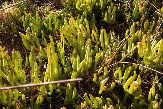 Plancia ëd Carpobrotus muirii (L. Bol.) L. Bol.