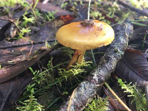 Image of Cortinarius sinapicolor Cleland 1933