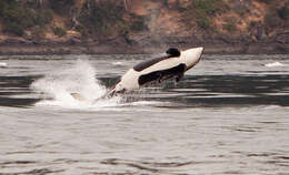 Image of killer whale