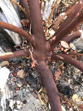 Image of San Gabriel manzanita