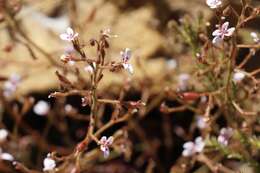 Image of Stylidium assimile R. Br.