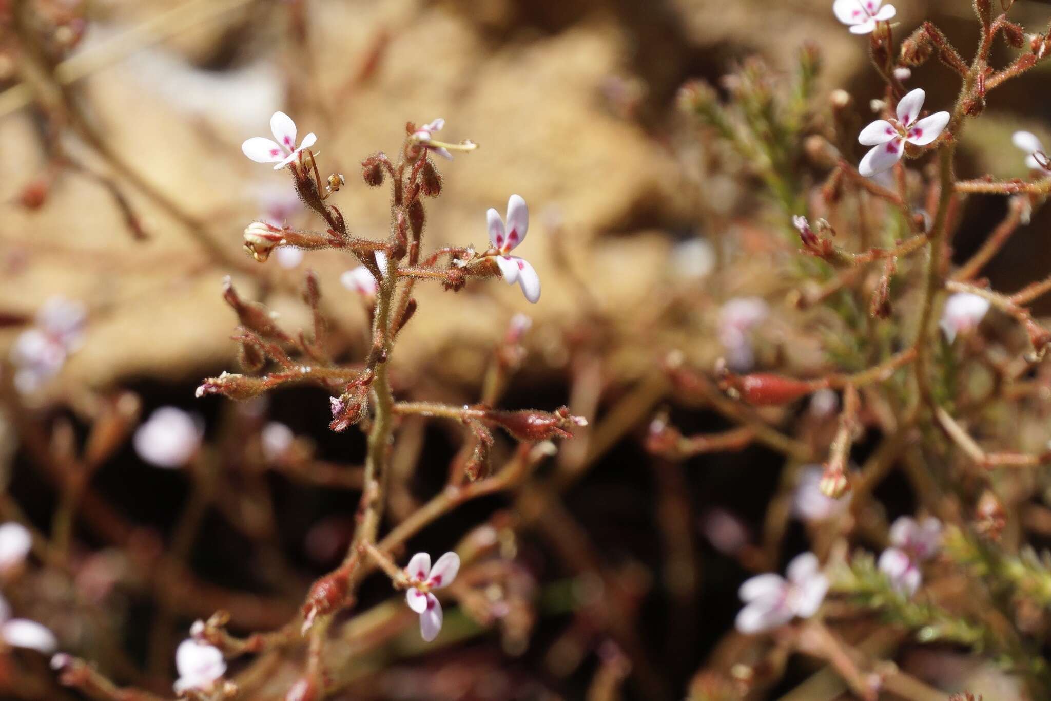 Image of Stylidium assimile R. Br.