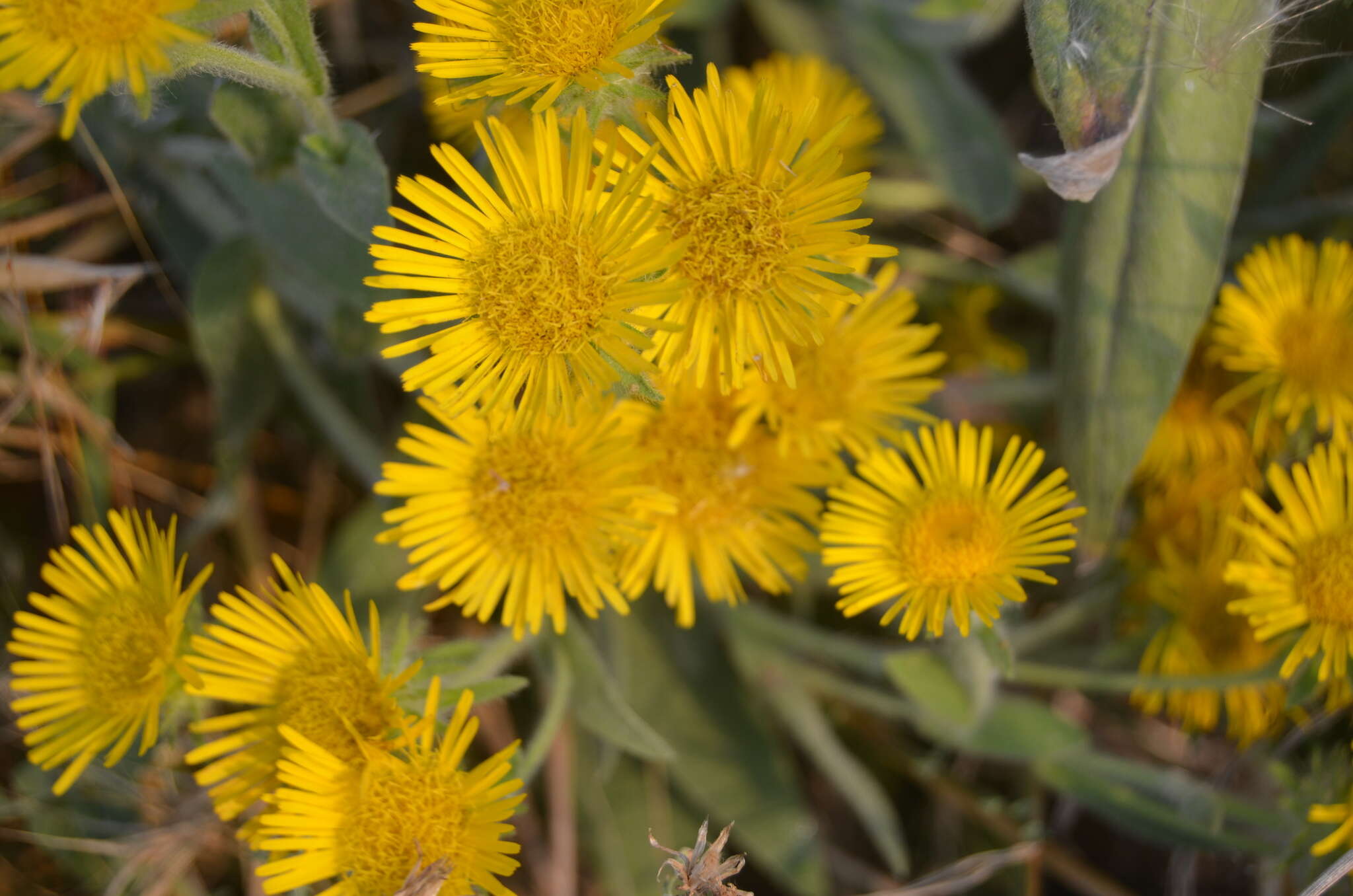 Image of Pentanema helenioides (DC.) D. Gut. Larr., Santos-Vicente, Anderb., E. Rico & M. M. Mart. Ort.