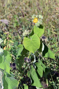 Image of hairy Indian mallow