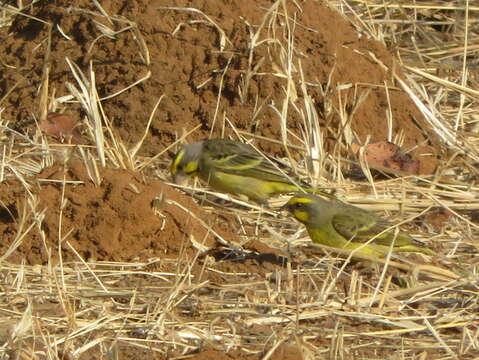 Image of Yellow-fronted Canary