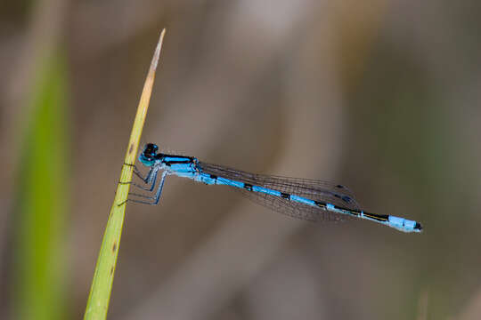 Image of Hagen's Bluet