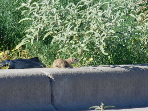 Image of spotted ground squirrel