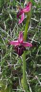 Image of Ophrys sphegodes subsp. spruneri (Nyman) E. Nelson