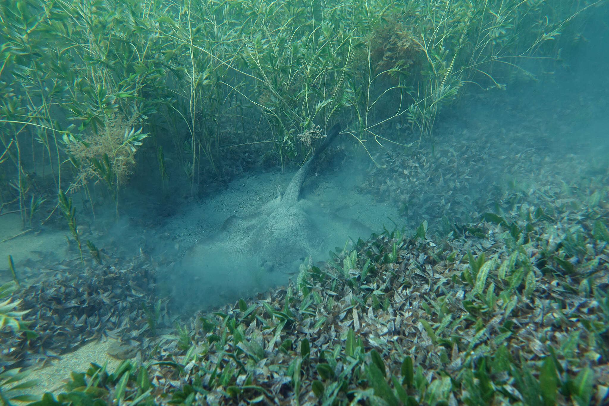 Image of Eastern Shovelnose Stingaree