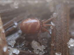 Image of Cobweb weaver