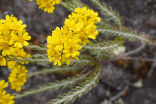 Слика од Hubertia tomentosa var. conyzoides (Bory) C. Jeffrey