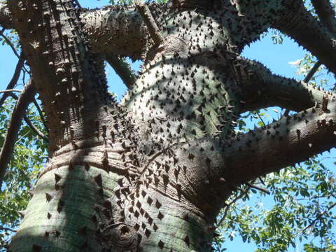 Image of Ceiba chodatii (Hassl.) P. Ravenna