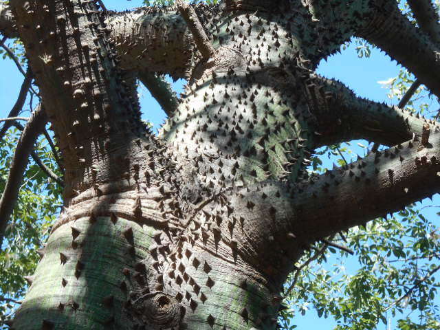 Image of Ceiba chodatii (Hassl.) P. Ravenna