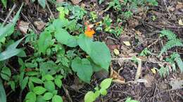 Image of Achimenes pedunculata Benth.