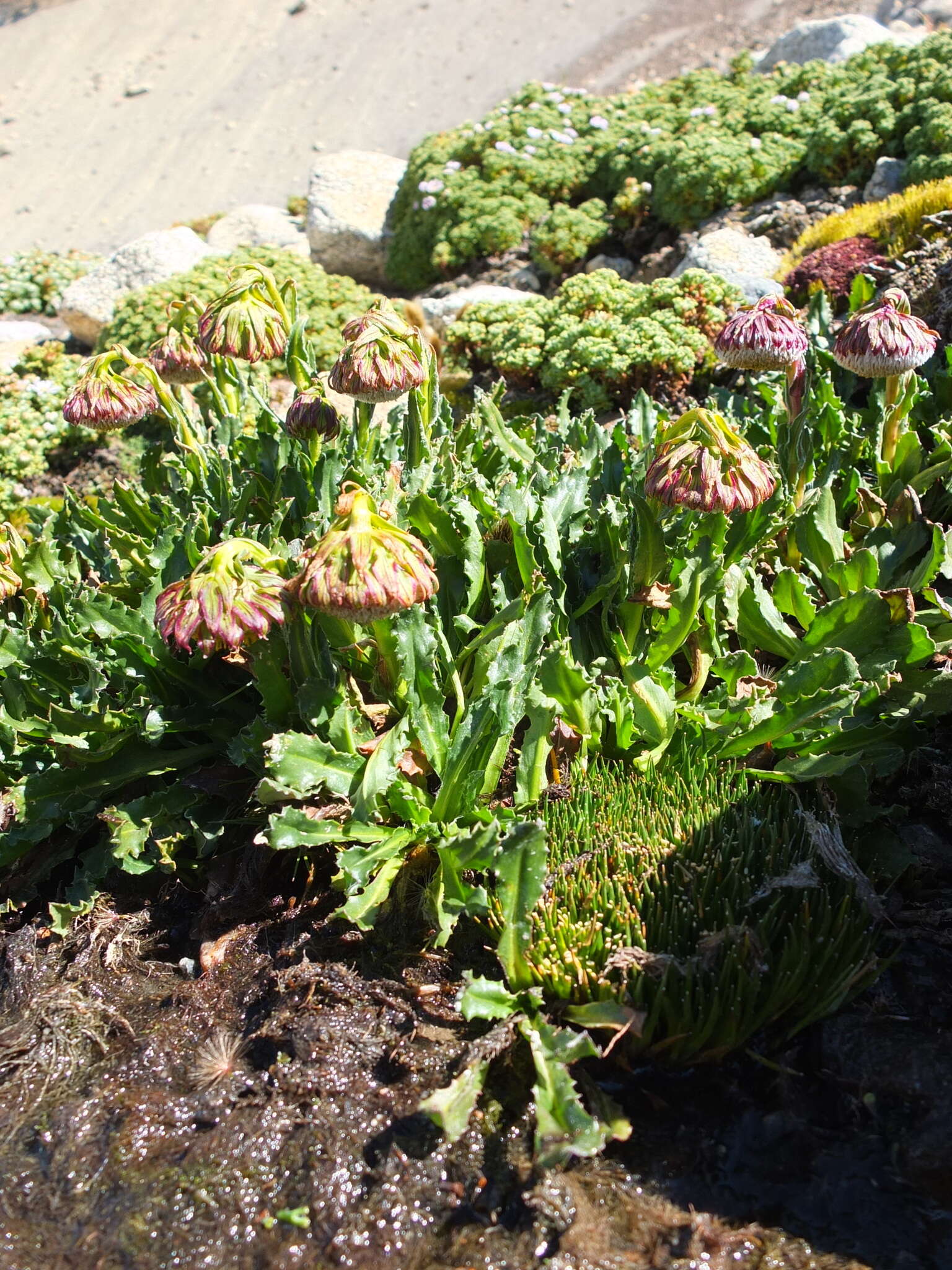 Image of Culcitium serratifolium Meyen & Walp.