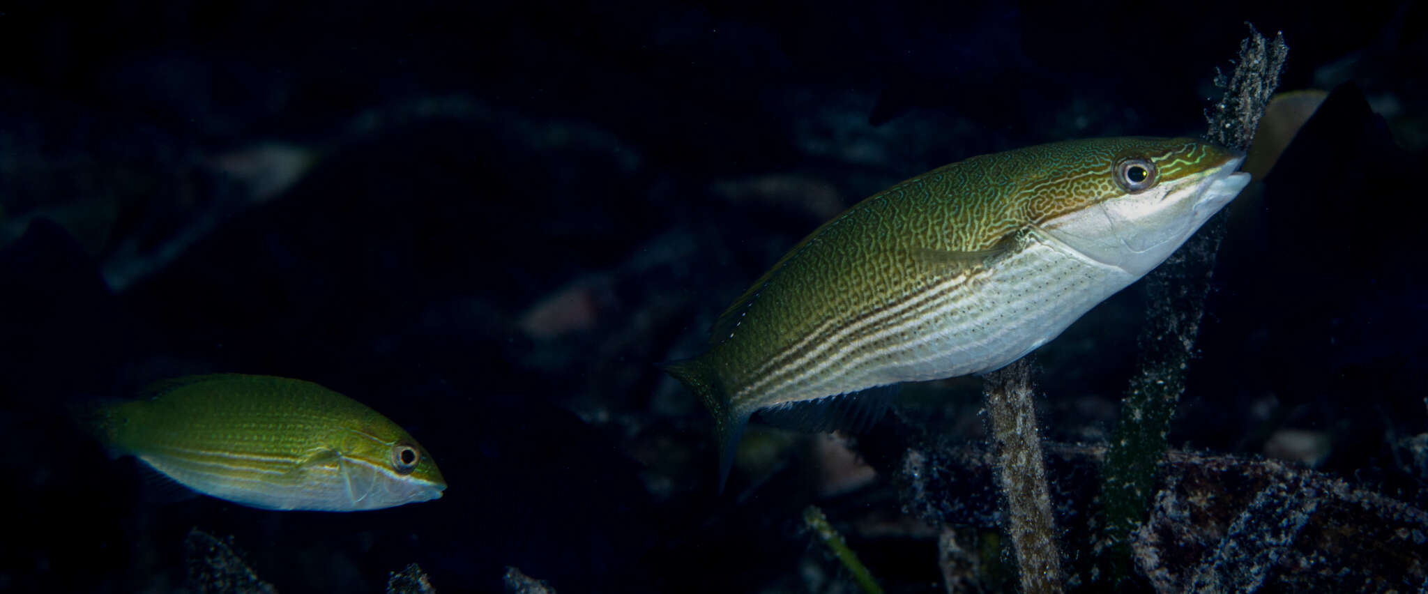 Image of Stripebelly wrasse