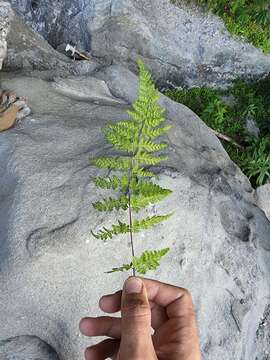 Image de Cystopteris laurentiana (Weath.) Blasdell