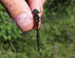 Image of Brush-tipped Emerald