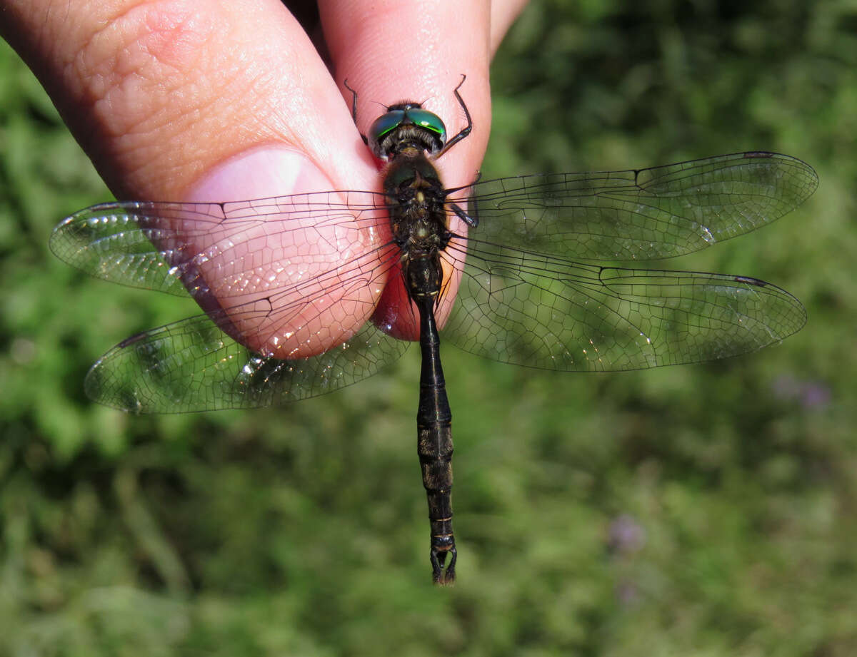 Image of Brush-tipped Emerald