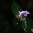 Strobilanthes formosana S. Moore resmi