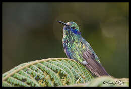 Colibri coruscans (Gould 1846) resmi